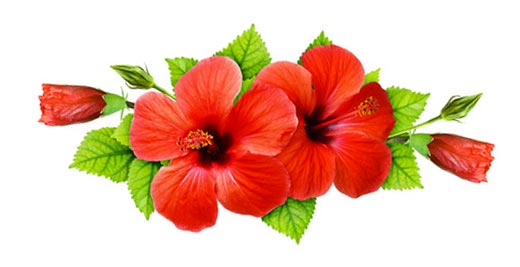 Fleurs rouges